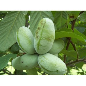 Asimina trojlaločná - Banán severu PAW PAW (Asimina triloba) ´OVERLEESE´ - výška 100-130 cm, kont. C15L 